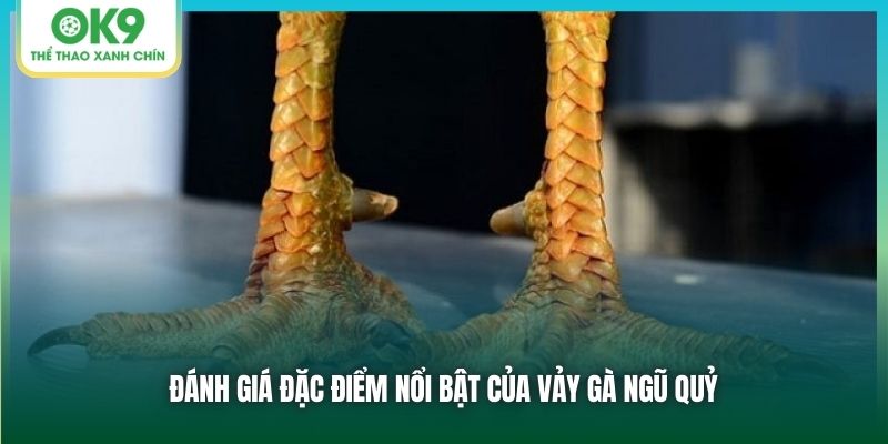 Đánh giá đặc điểm nổi bật của vảy gà ngũ quỷ